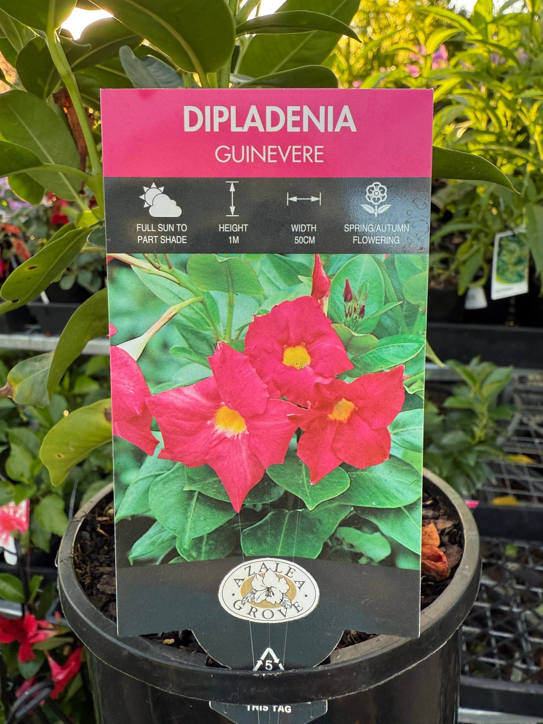 Mandevilla Guinevere (Dipladenia sanderi) - Ladybird Nursery