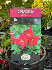 Mandevilla Guinevere (Dipladenia sanderi) - Ladybird Nursery