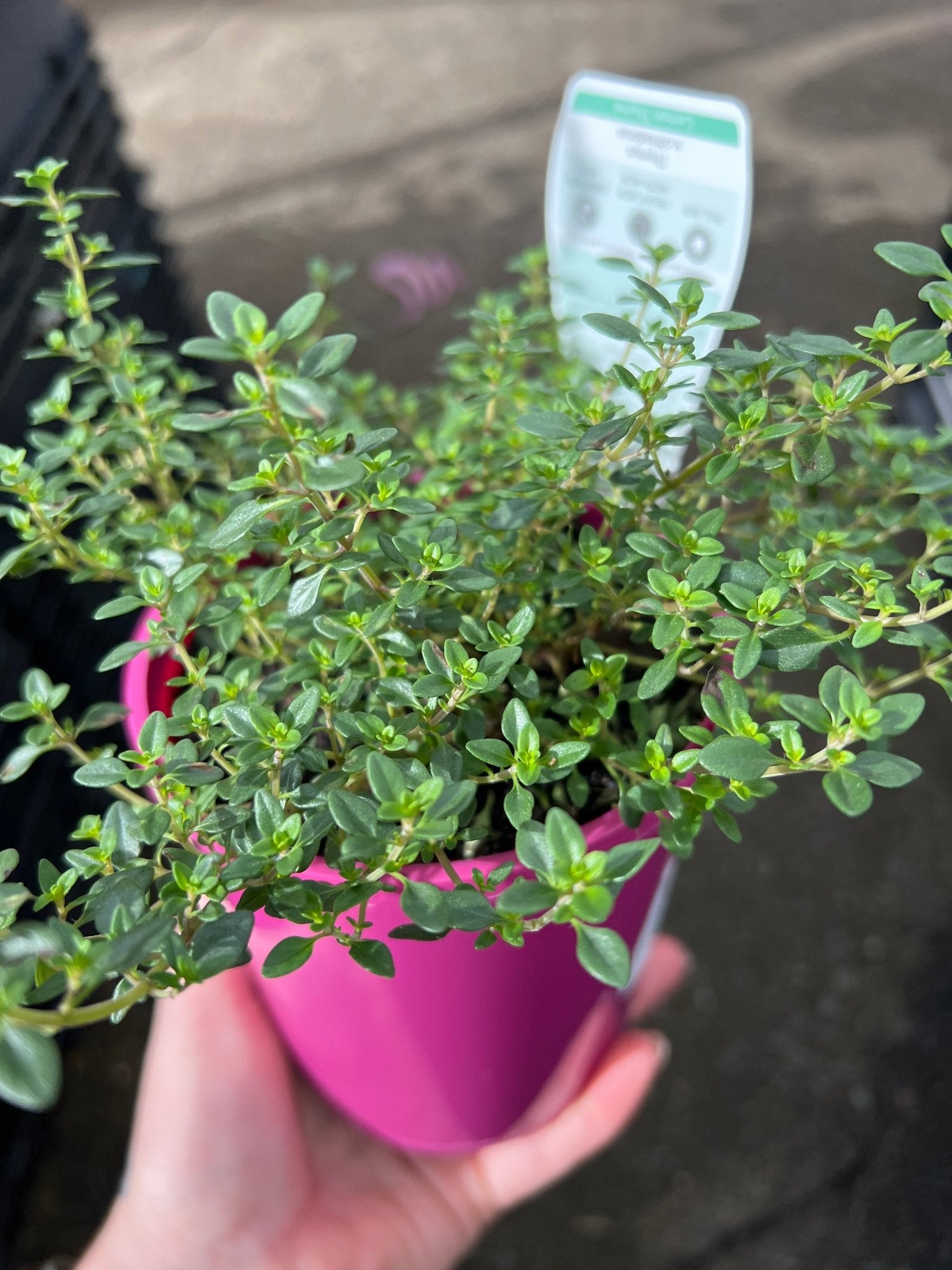Thyme 'Lemon' (Thymus x Citriodorus) - Ladybird Nursery