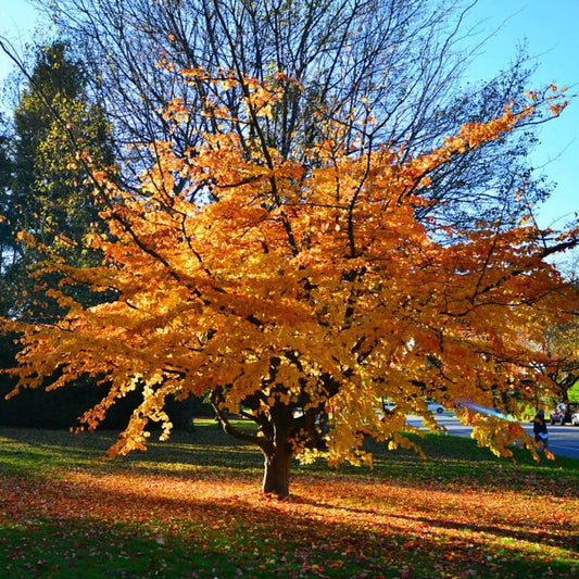 Persian Ironwood (Parrotia persica)