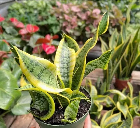 Snake Plant Paddle Leaf (Sansevieria spp.) - Ladybird Nursery