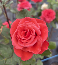 Rose ‘Ilona’ (Bareroot)