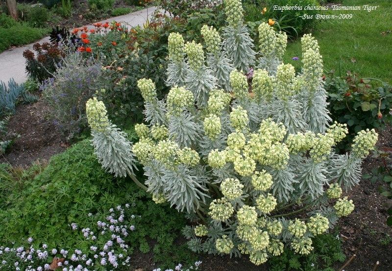 Tasmanian Tiger Spurge (Euphorbia characias)