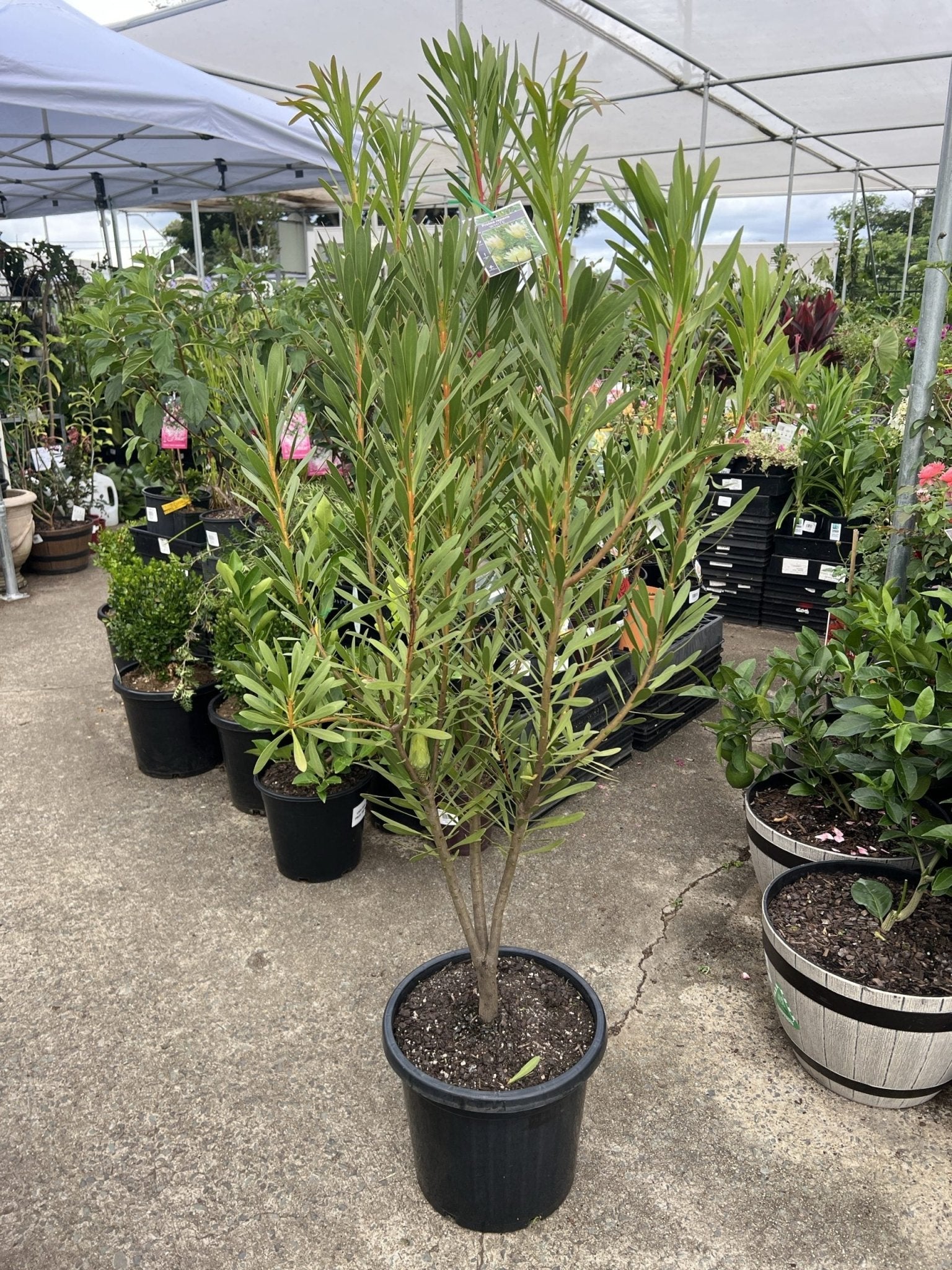 Protea White Repens 300mm PICK UP ONLY - Ladybird Nursery