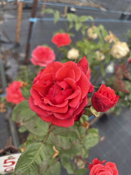 Rose ‘Ilona’ (Bareroot)