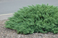 Savin Juniper Tamariscifolia (Juniperus sabina) - Ladybird Nursery