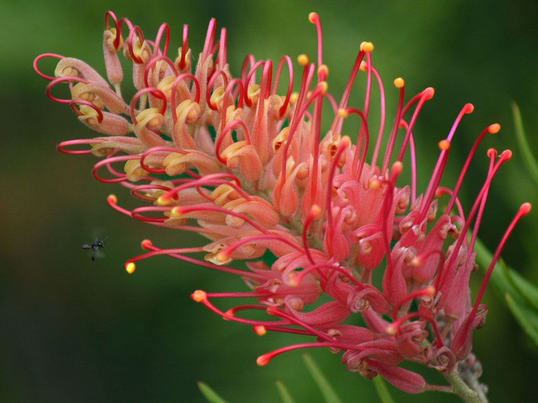 Grevillea Coconut Ice - Ladybird Nursery