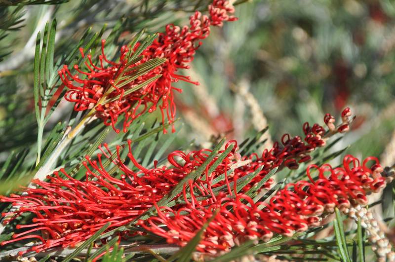 Grevillea Scarlet King Standards