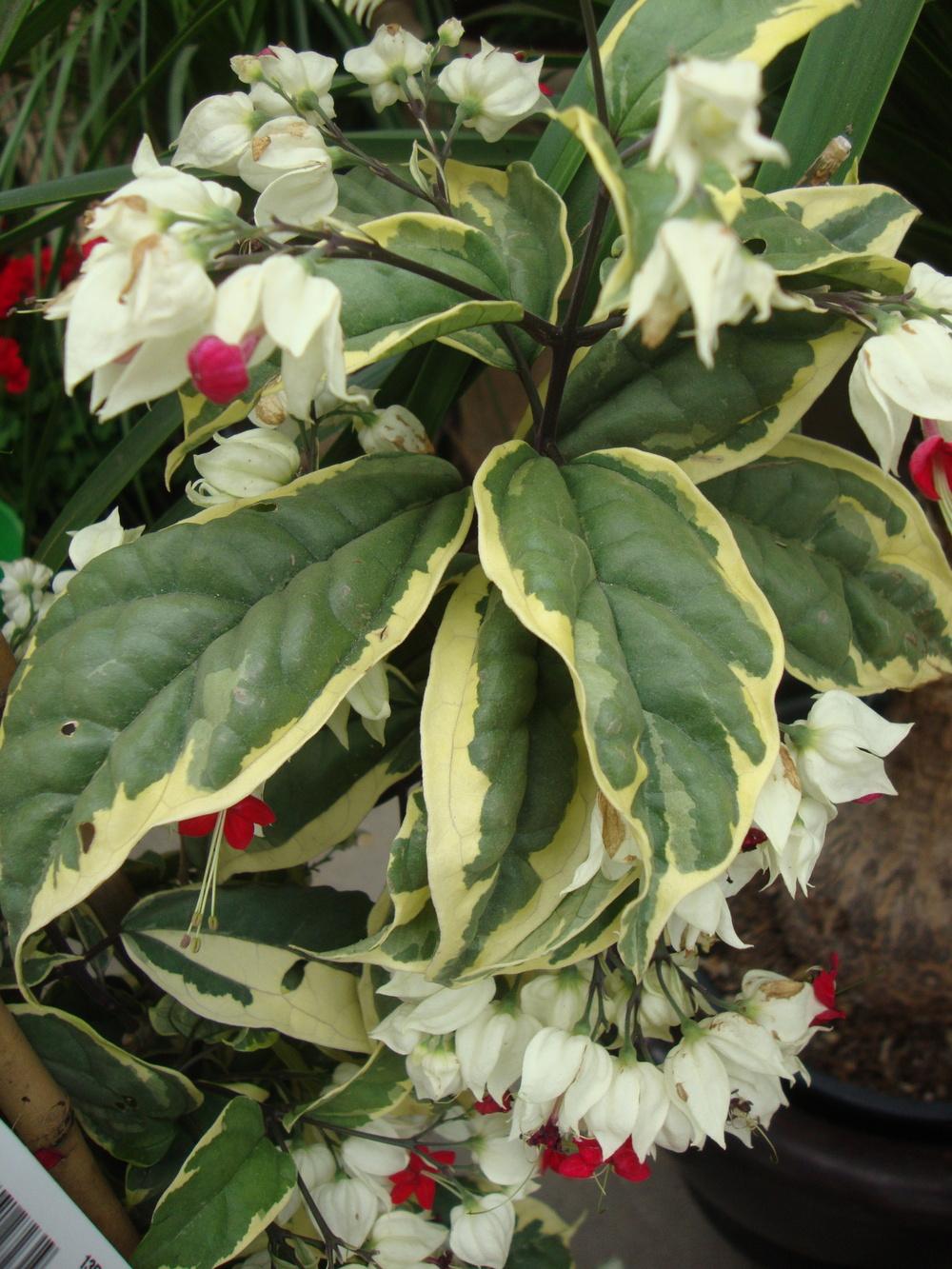 Bleeding Heart variegated Ladder (Clerodendrum thomsoniae) - Ladybird Nursery