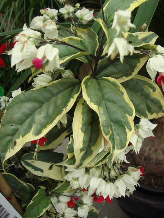 Bleeding Heart variegated Ladder (Clerodendrum thomsoniae)
