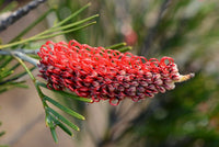 Grevillea Scarlet King Standards