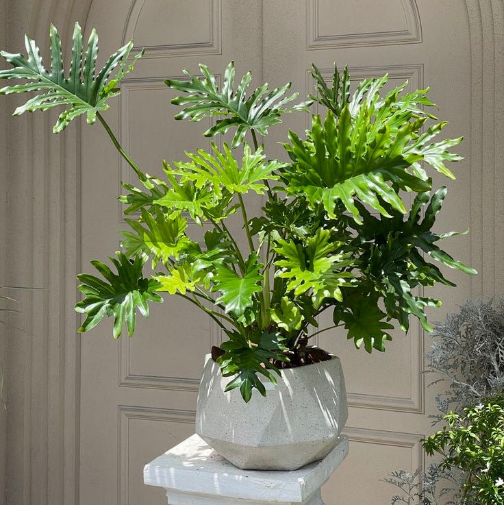 Lickety Split Philodendron 200mm Pot - Ladybird Nursery