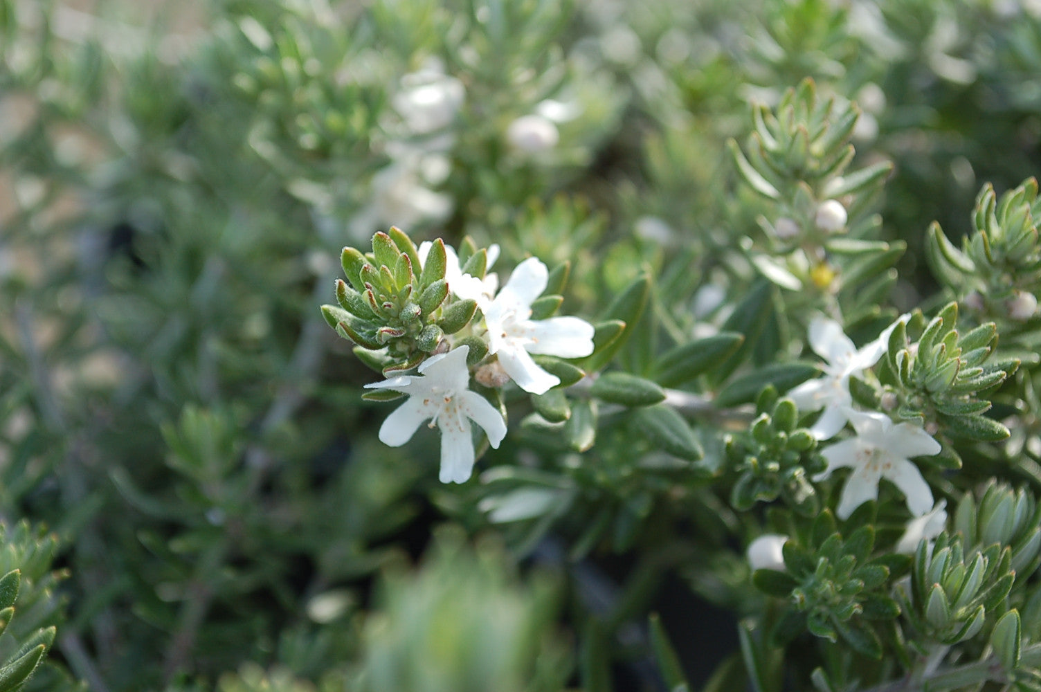Coastal Rosemary Double Wonder™ (Westringia fruticosa)