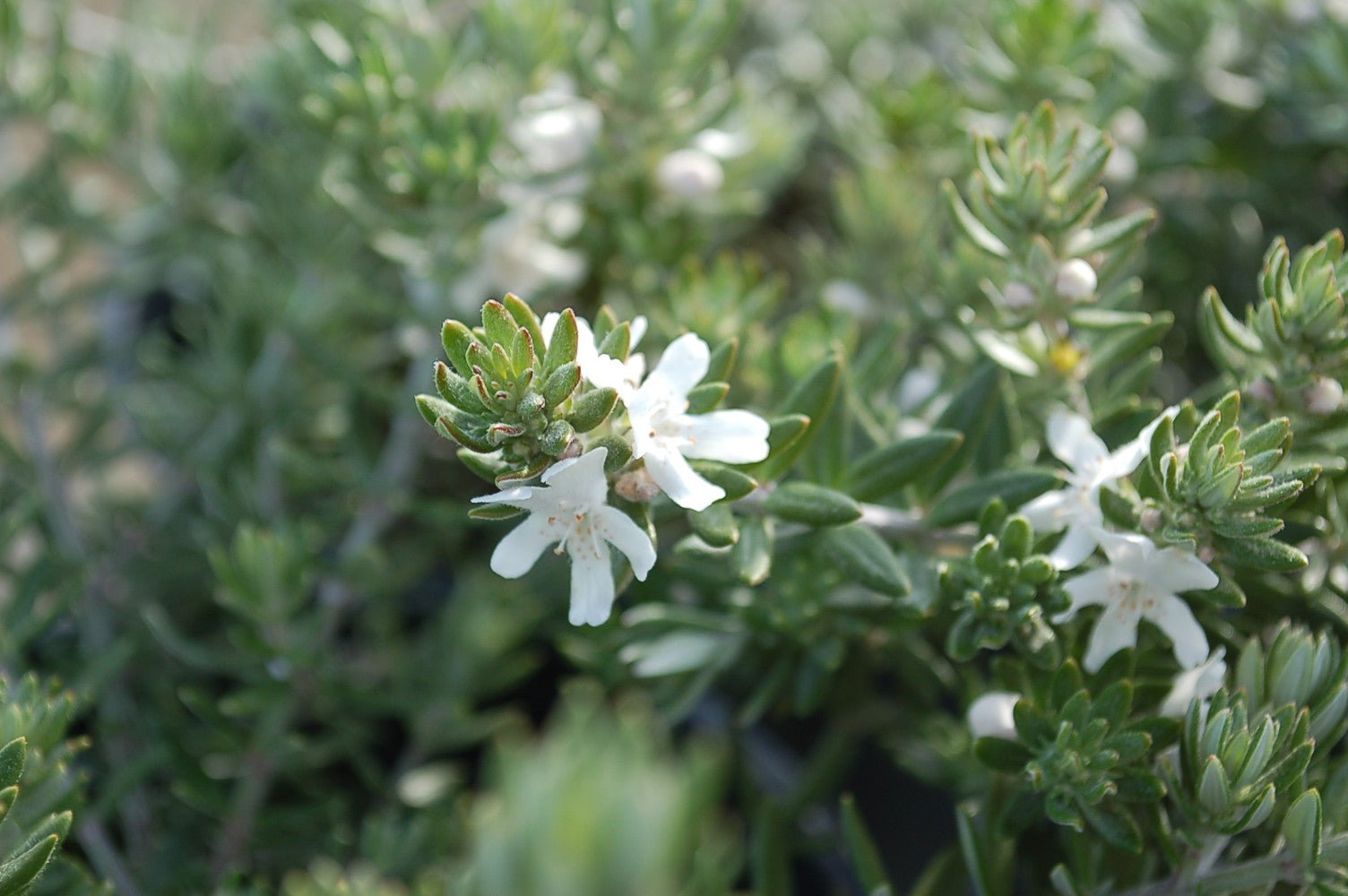 Coastal Rosemary Double Wonder™ (Westringia fruticosa) - Ladybird Nursery