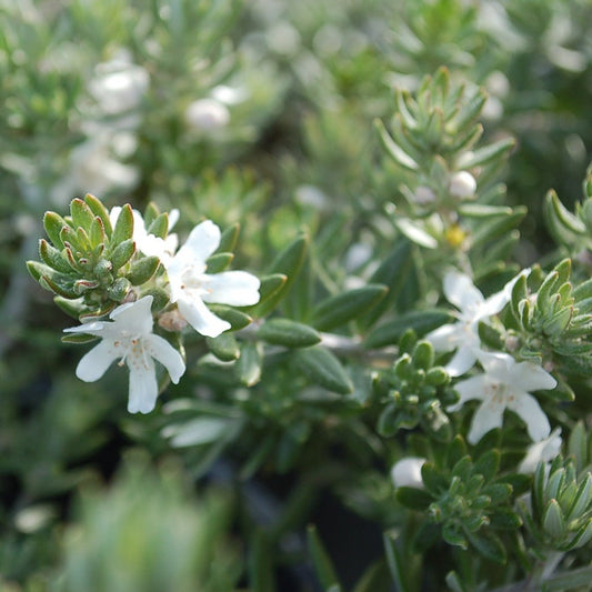 Coastal Rosemary Double Wonder™ (Westringia fruticosa) - Ladybird Nursery