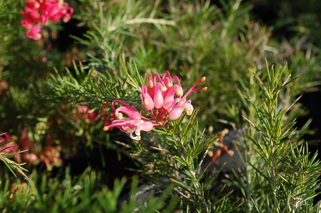 Grevillea Scarlet Sprite - Ladybird Nursery