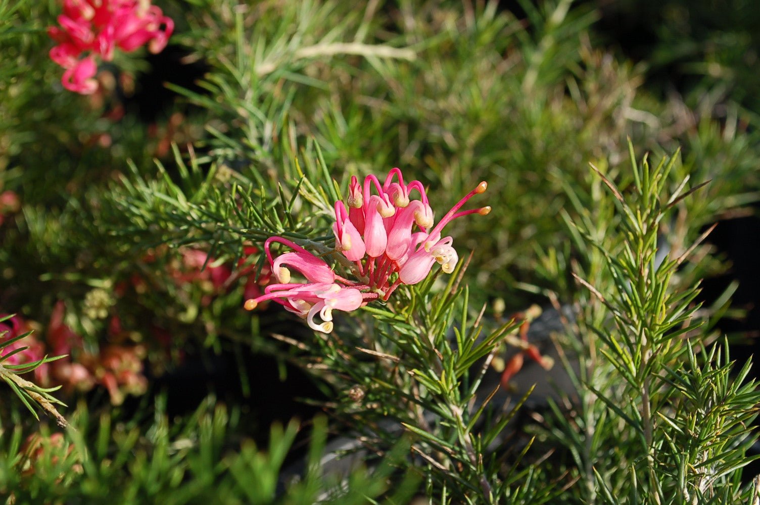 Grevillea Scarlet Sprite - Ladybird Nursery
