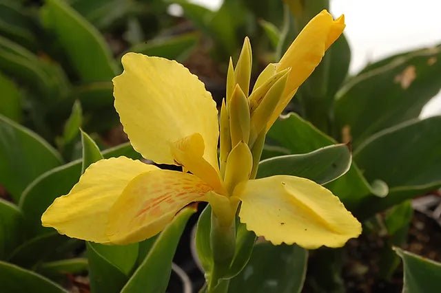 Canna generalis Yellow (Canna x.) - Ladybird Nursery