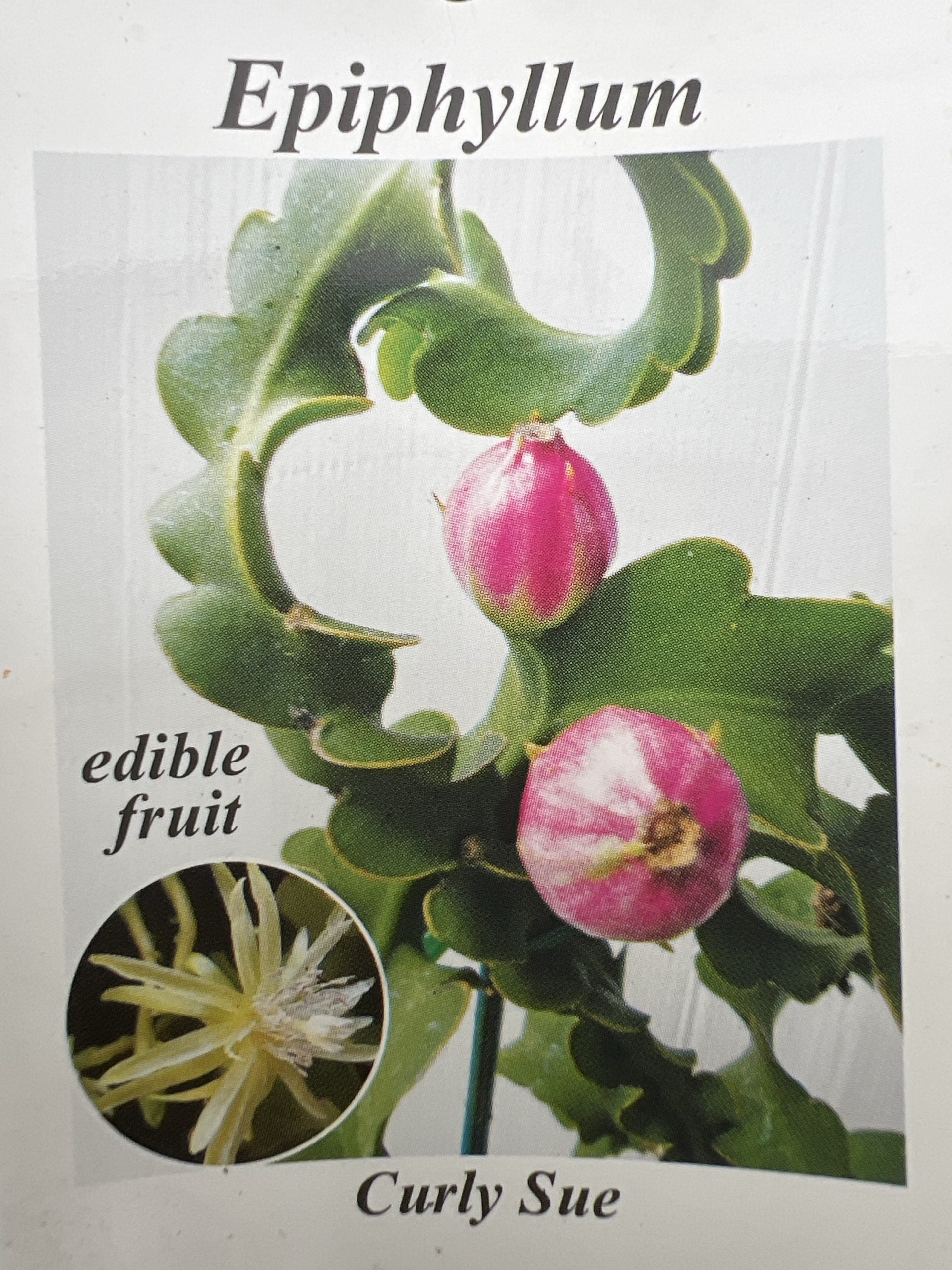 Curly Sue (Ephiphyllum Gutemalense)