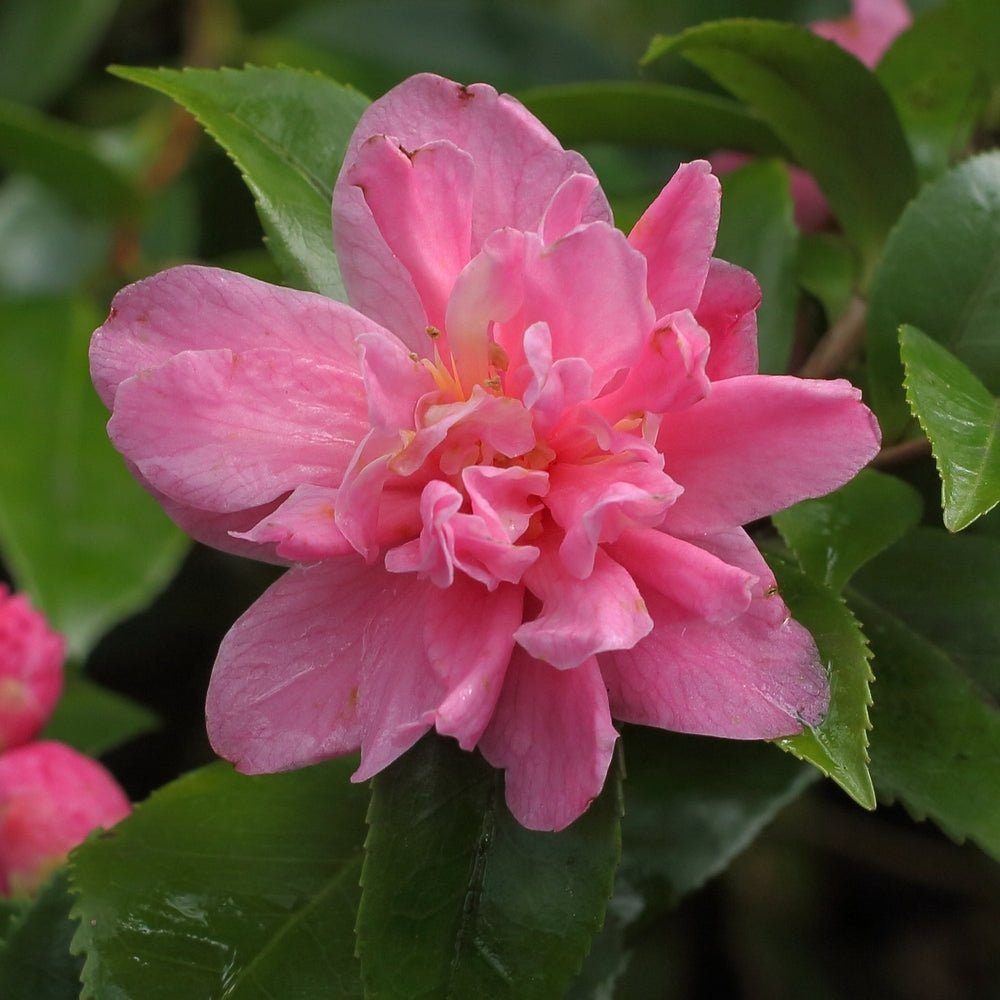Camellia Fragrant Pink (Camellia) - Ladybird Nursery