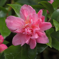 Camellia Fragrant Pink (Camellia)