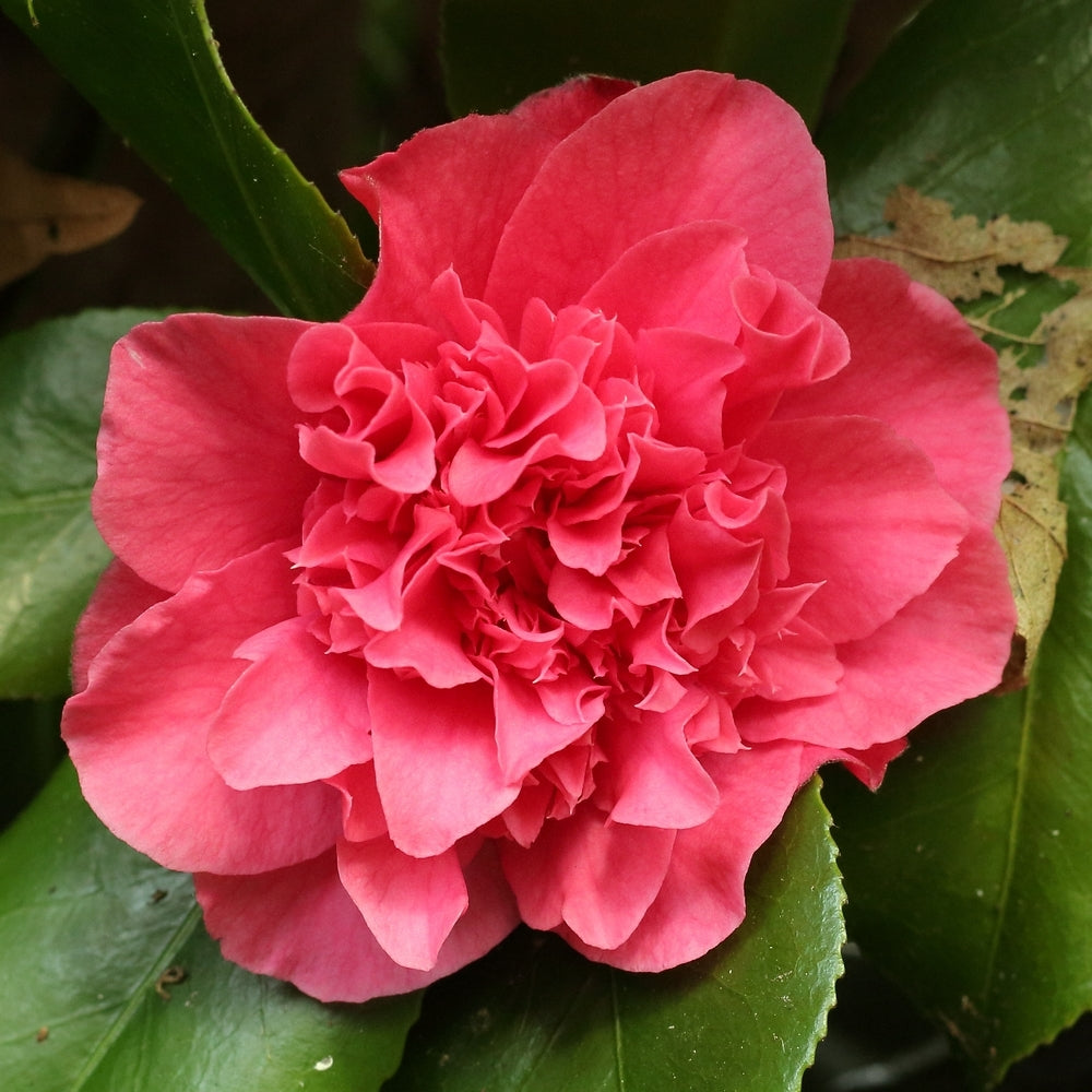 Camellia Carolyn Tuttle (Camellia japonica)