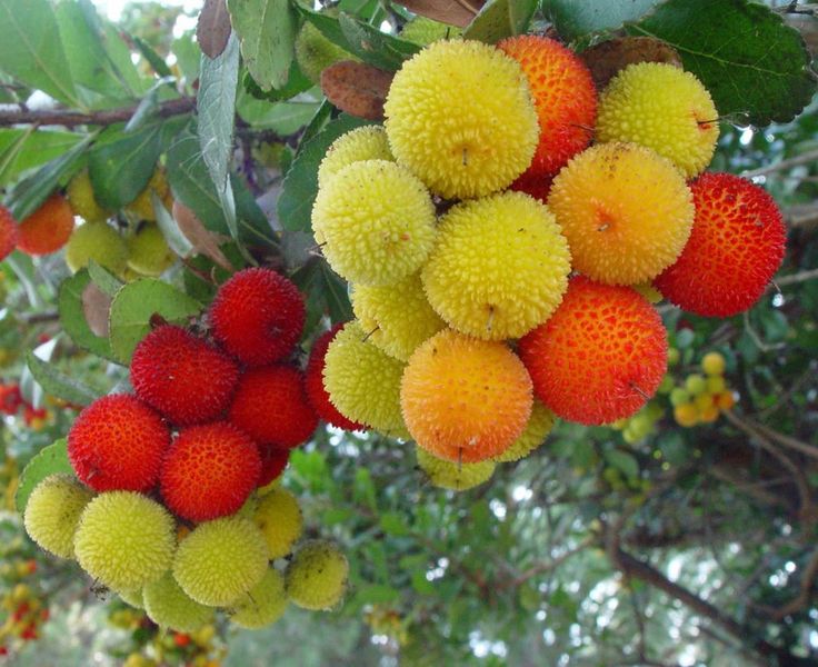 Strawberry Tree (Arbutus unedo)