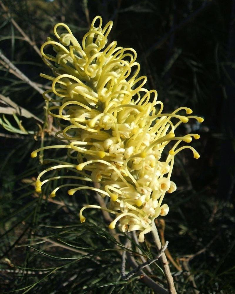 Grevillea Moonlight - Ladybird Nursery