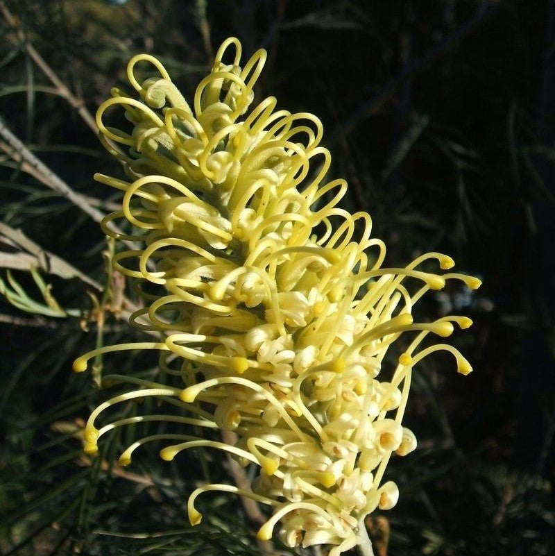 Grevillea Moonlight - Ladybird Nursery