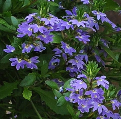Fan Flower Bondi™ Blue (Scaevola) - Ladybird Nursery
