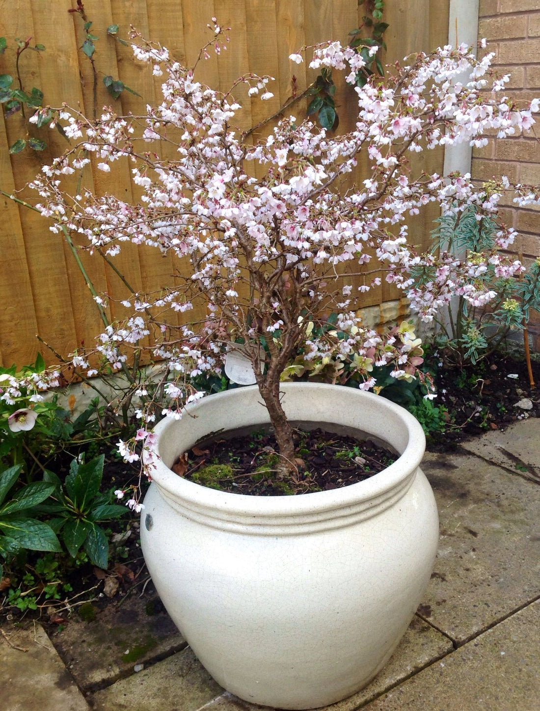 Flowering Cherry Kojo No Mai (Prunus incisa) - Ladybird Nursery