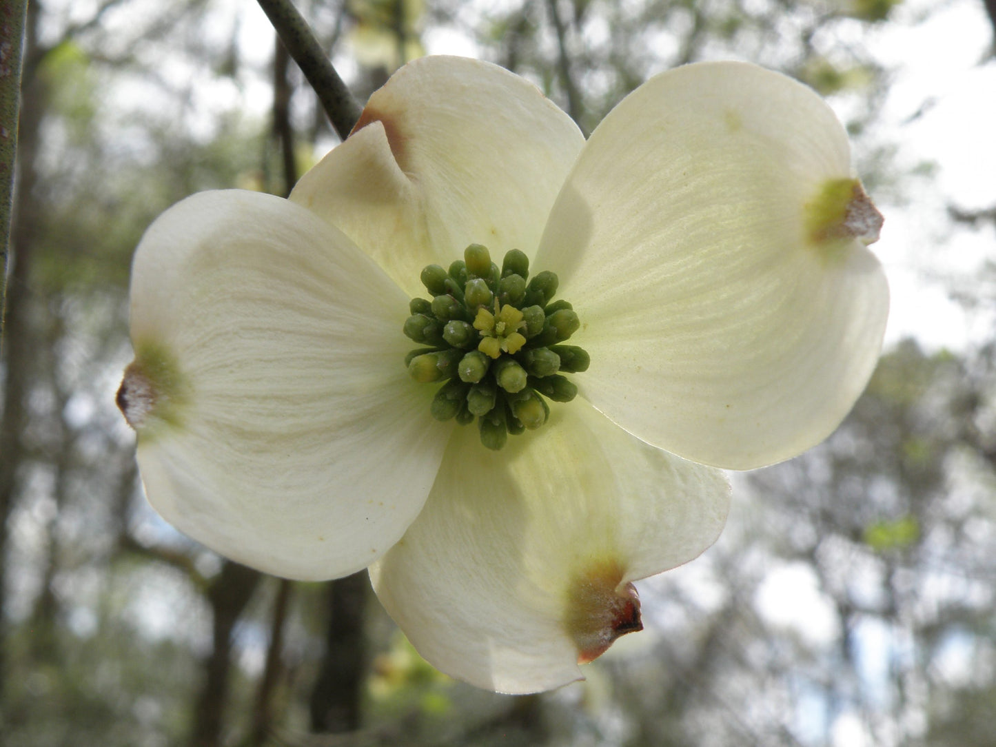Flowering Dogwood (Cornus florida)