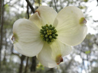 Flowering Dogwood (Cornus florida)