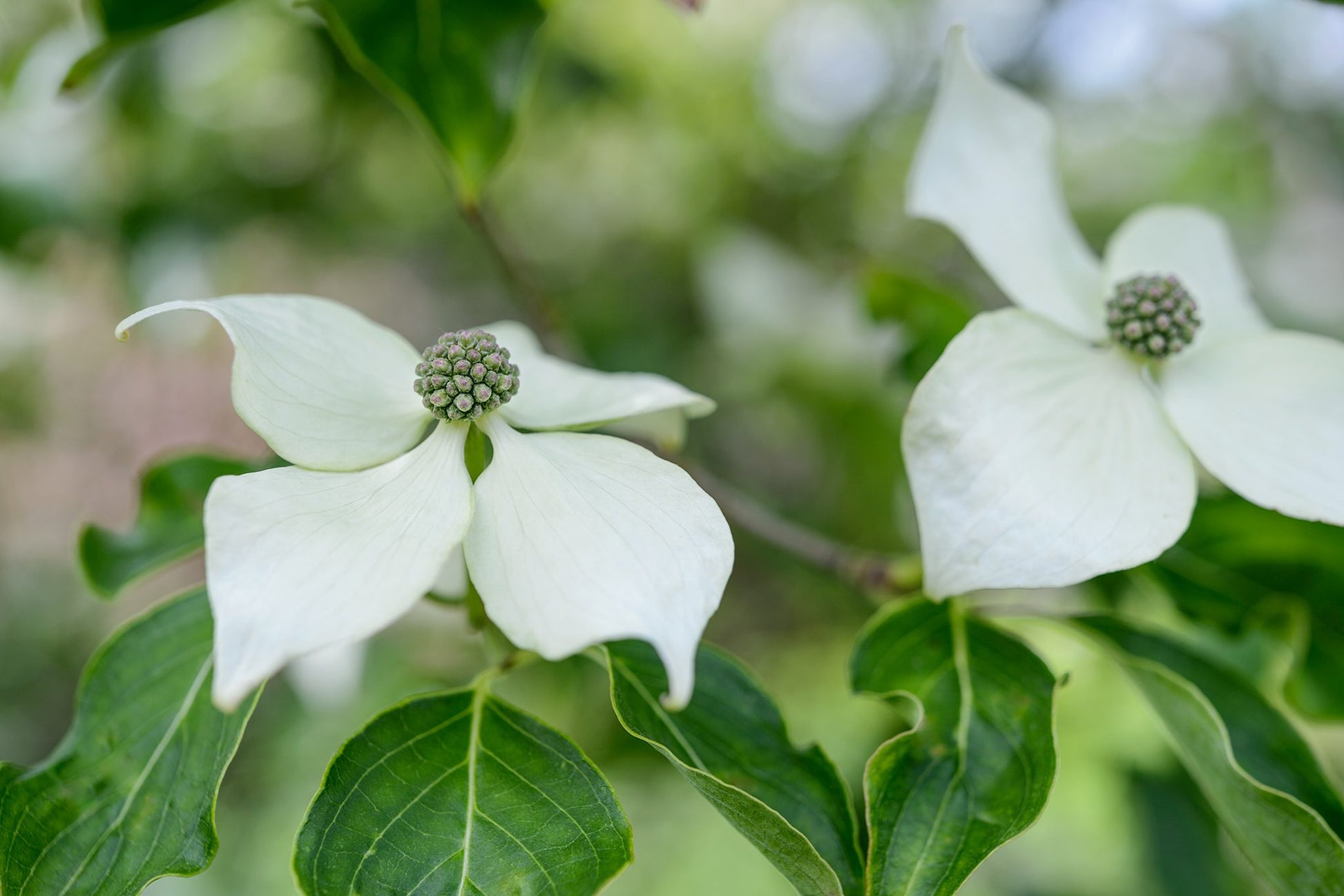 Flowering Dogwood First Lady (Cornus florida)