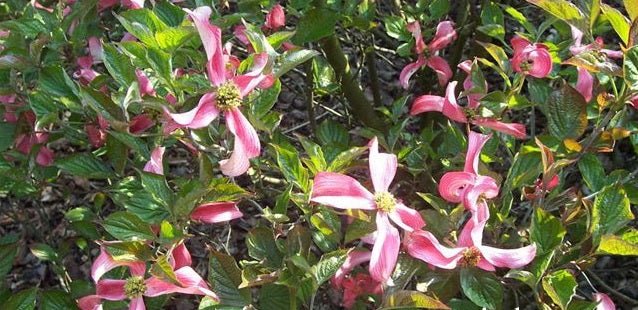Flowering Dogwood Purple Glory (Cornus florida) - Ladybird Nursery