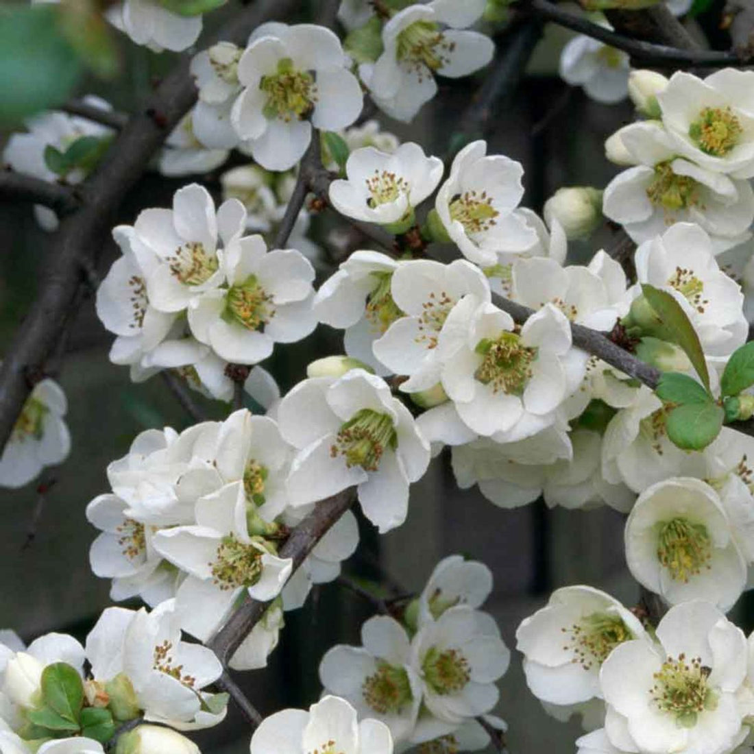 Flowering Quince Nivalis (Chaenomeles speciosa) - Ladybird Nursery