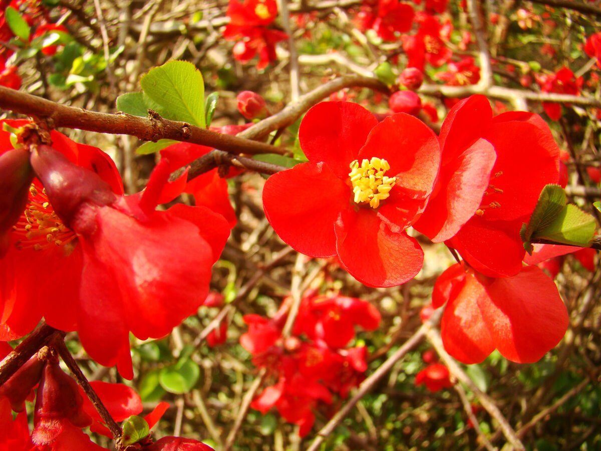 Flowering Quince Winter Cheer (Chaenomeles speciosa) - Ladybird Nursery