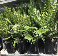 Fluffy Duck Fern (Blechnum Fluffy)