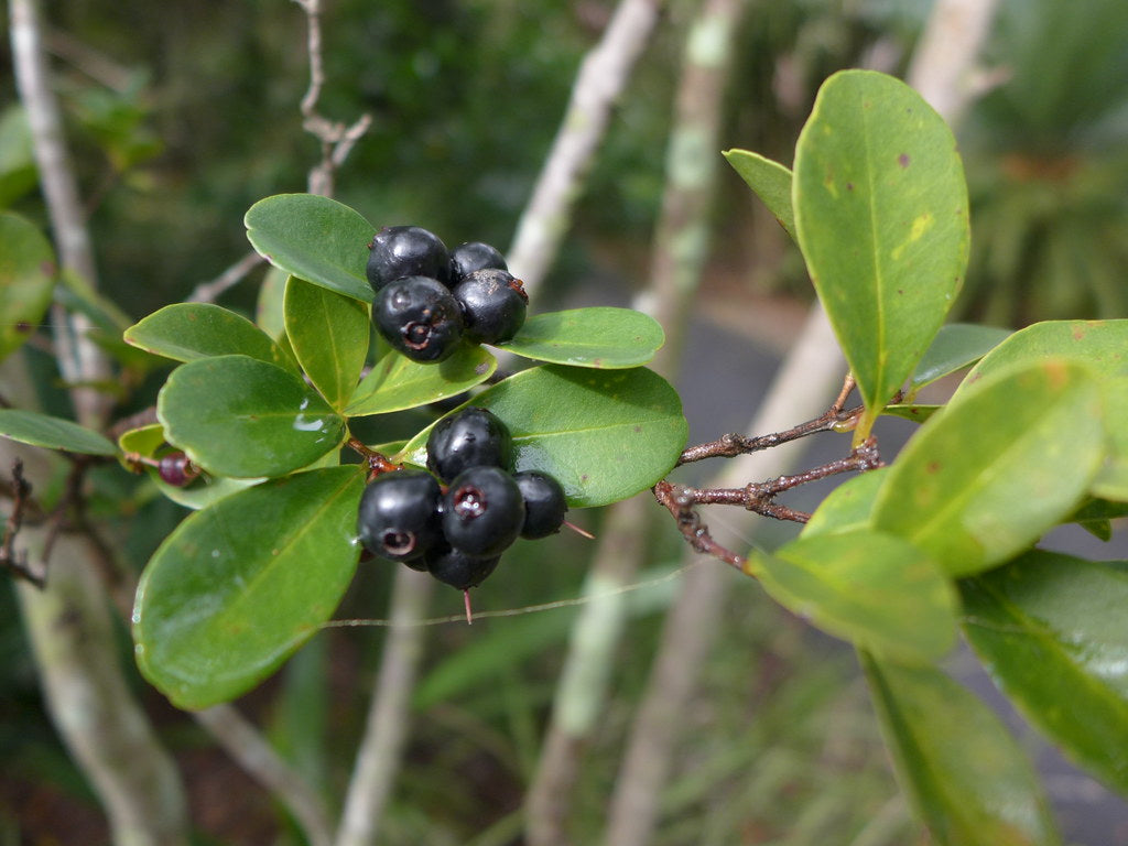 Forest Bush (Eugenia zeyheri)