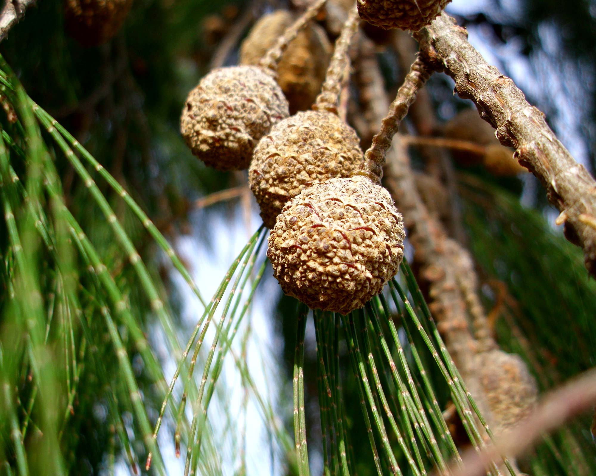 Forest Oak (Allocasuarina torulosa) - Ladybird Nursery