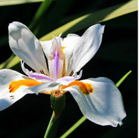 Fortnight Lily (Dietes iridioides)