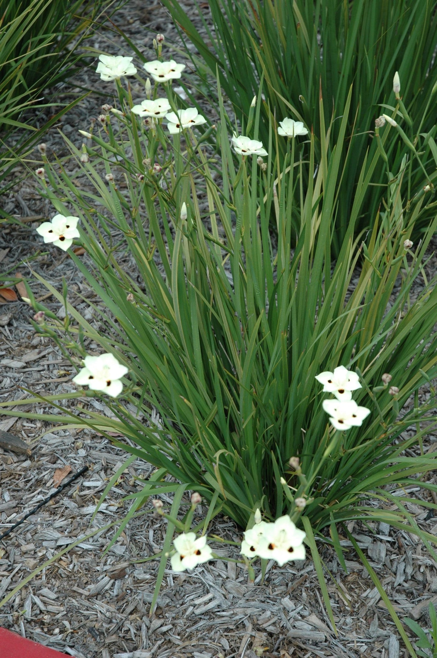 Fortnight Lily Tiny Dancer (Dietes iridioides)