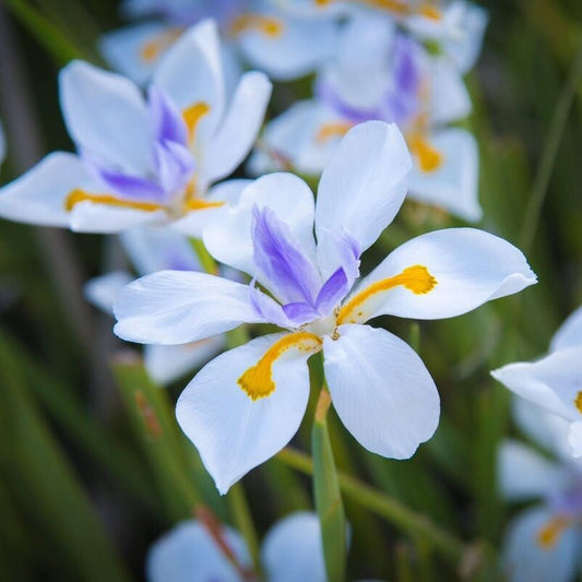 Fortnight Lily White Tiger (Dietes iridioides) - Ladybird Nursery
