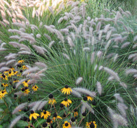 Fountain Grass (Pennisetum alopecuroides)