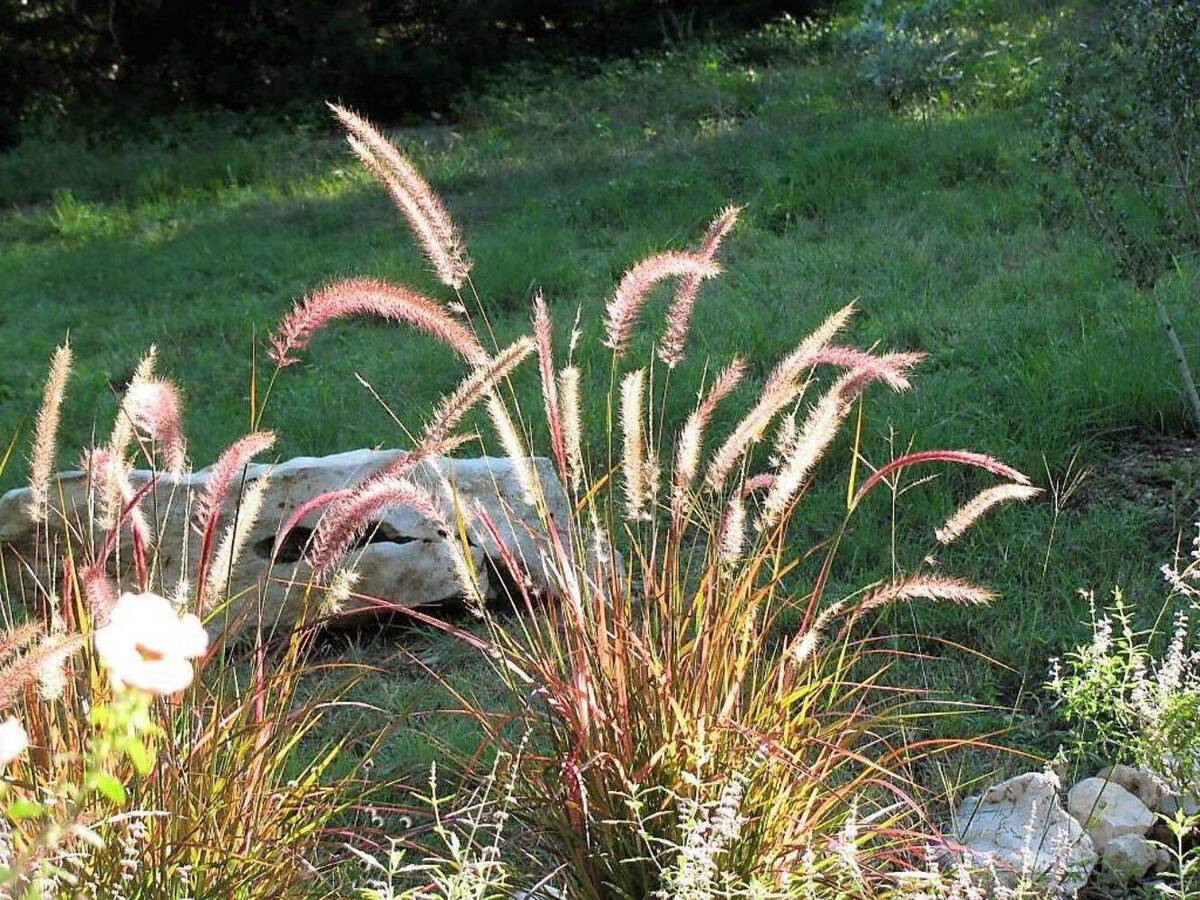 Fountain Grass Burgundy (Pennisetum spp.)