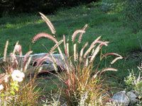 Fountain Grass Burgundy (Pennisetum spp.)
