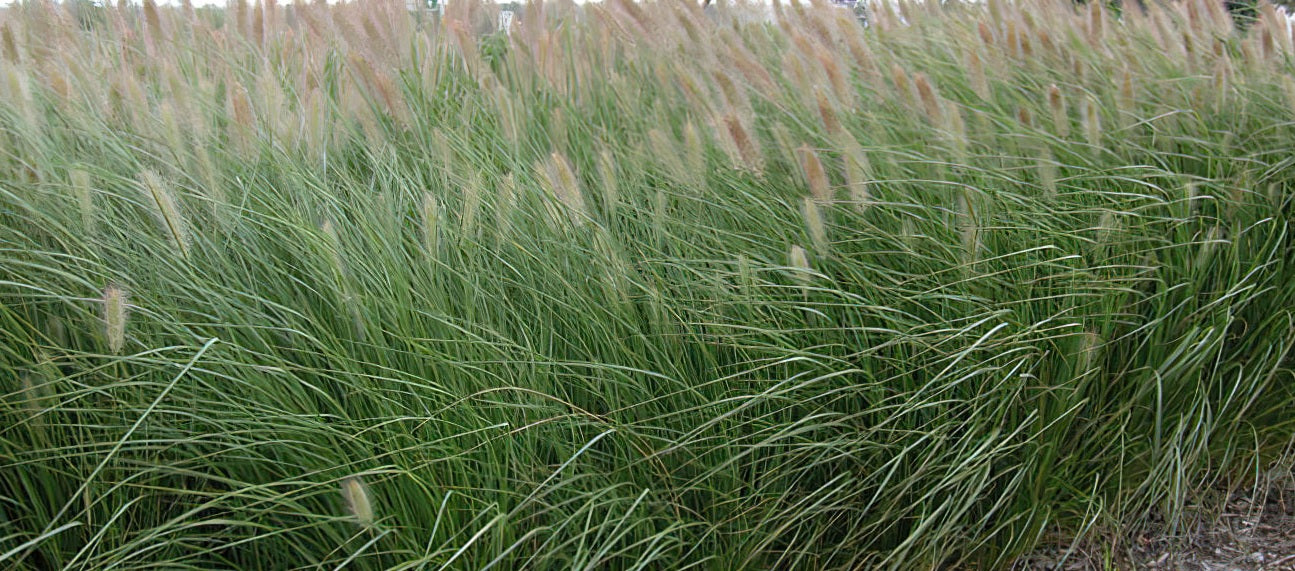 Fountain Grass 'NAFRAY®' (Pennisetum alopecuroides)