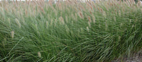 Fountain Grass 'NAFRAY®' (Pennisetum alopecuroides)