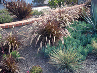 Fountain Grass Red Riding Hood (Pennisetum setaceum)