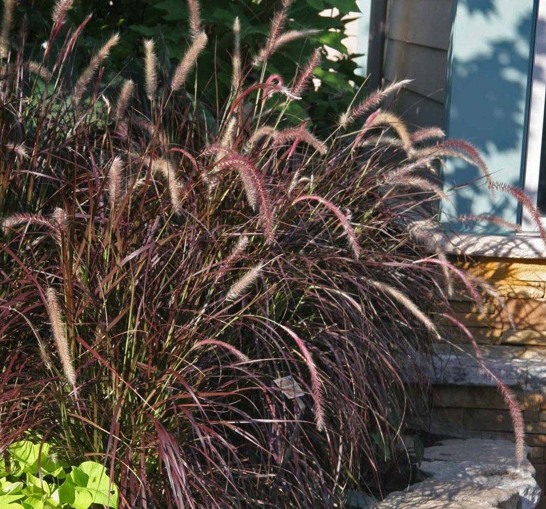 Fountain Grass Rubrum (Pennisetum advena) - Ladybird Nursery